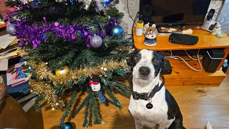 A black and white dog named Spot sits attentively in front of a decorated Christmas tree with purple and gold tinsel, blue…
