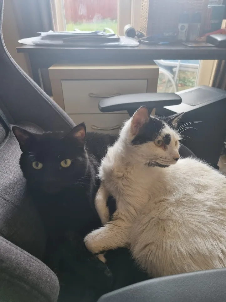 Two cats are sitting together in a grey office chair; one is solid black with yellow eyes looking forward, the other is…