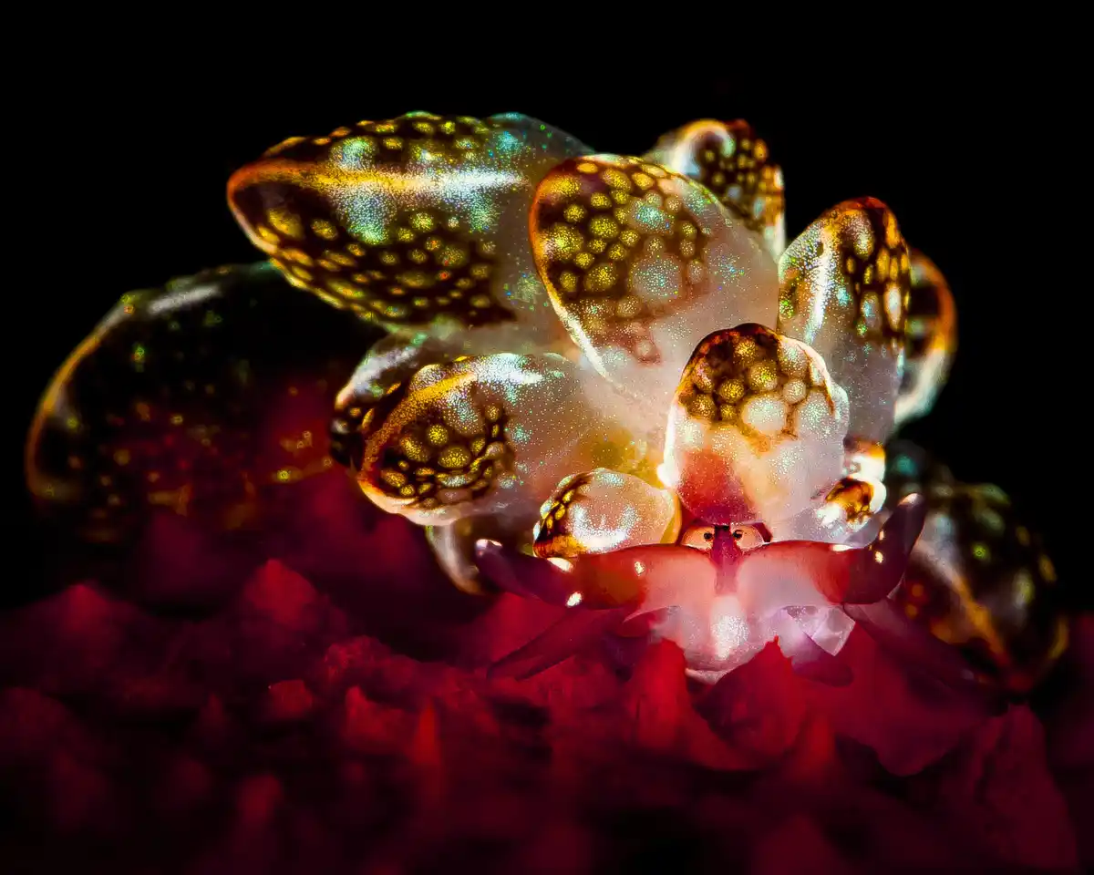 A close-up photograph of a translucent, iridescent sea slug with golden-brown spotted appendages and pinkish-red tentacles…