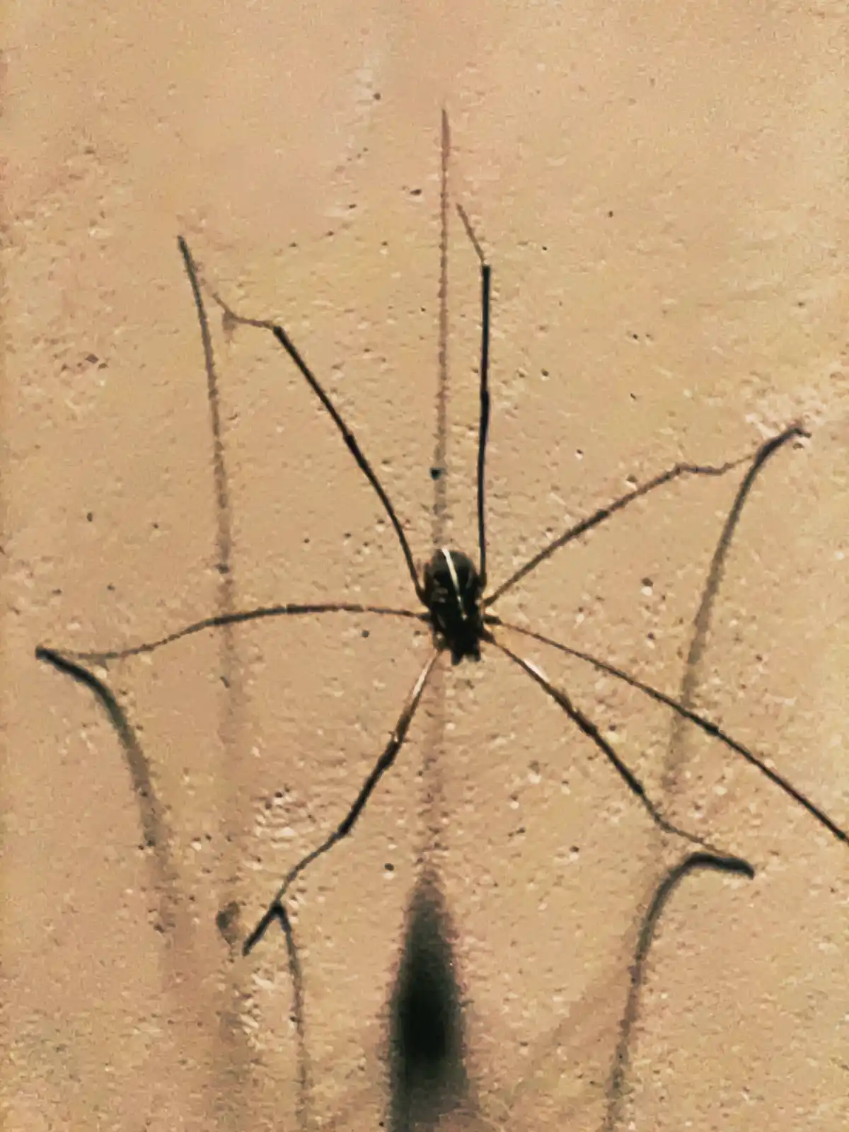 Beware the Spooky Spider Lurking in the Shadows