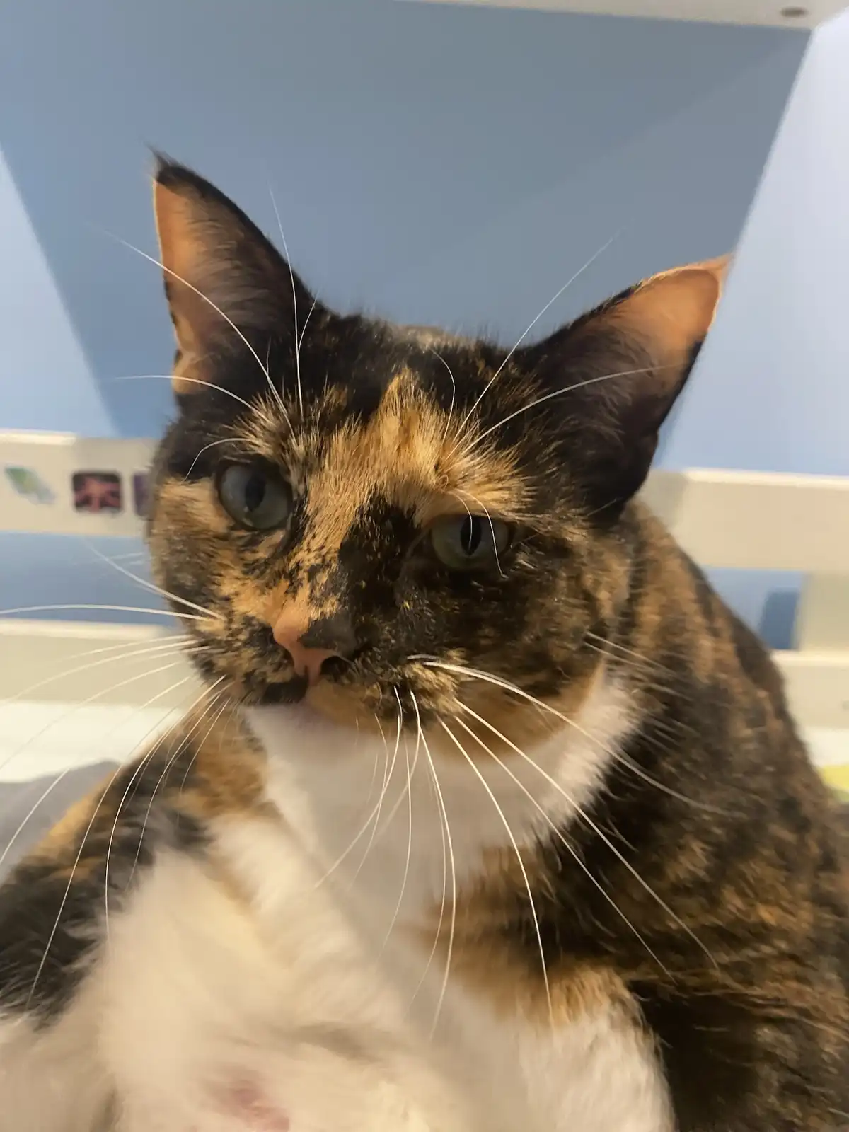 A close-up photo of a calico cat with black, orange, and white fur, looking directly at the camera with a slightly…