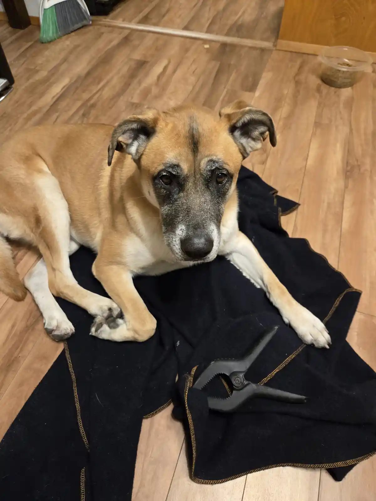 A tan and white dog with a graying muzzle and sad eyes lies on a black blanket on a wooden floor, looking directly at the…