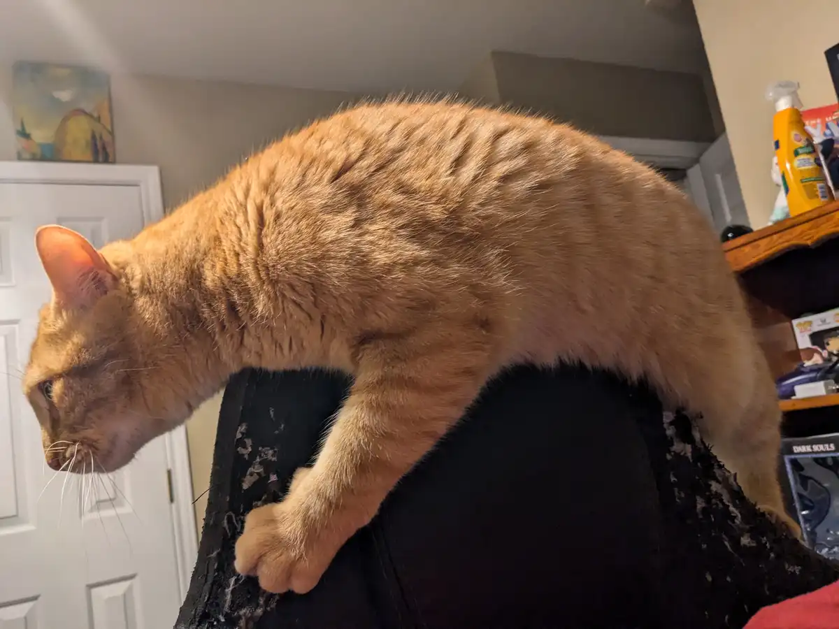 An orange tabby cat is perched on a person's shoulder, looking down with a serious expression. The cat's body is arched…