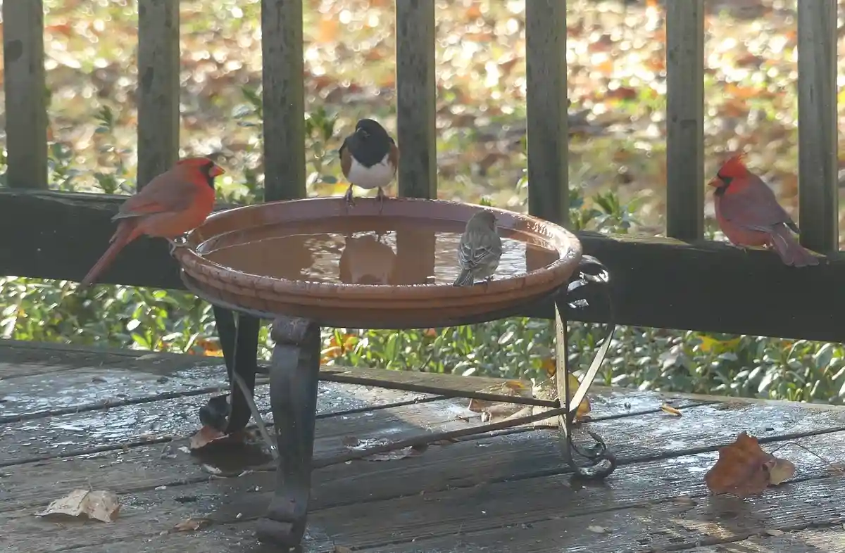 A photo shows four birds around a shallow outdoor birdbath on a wooden deck. Two bright red male cardinals perch on the…