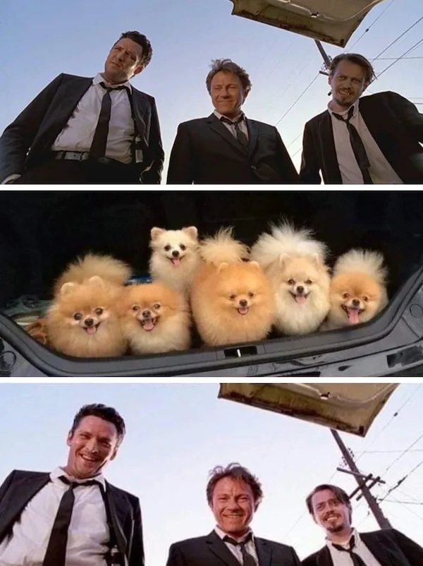 The image is a three-panel meme. Top and bottom panels show three men in suits looking up at the sky, then down at the dogs…
