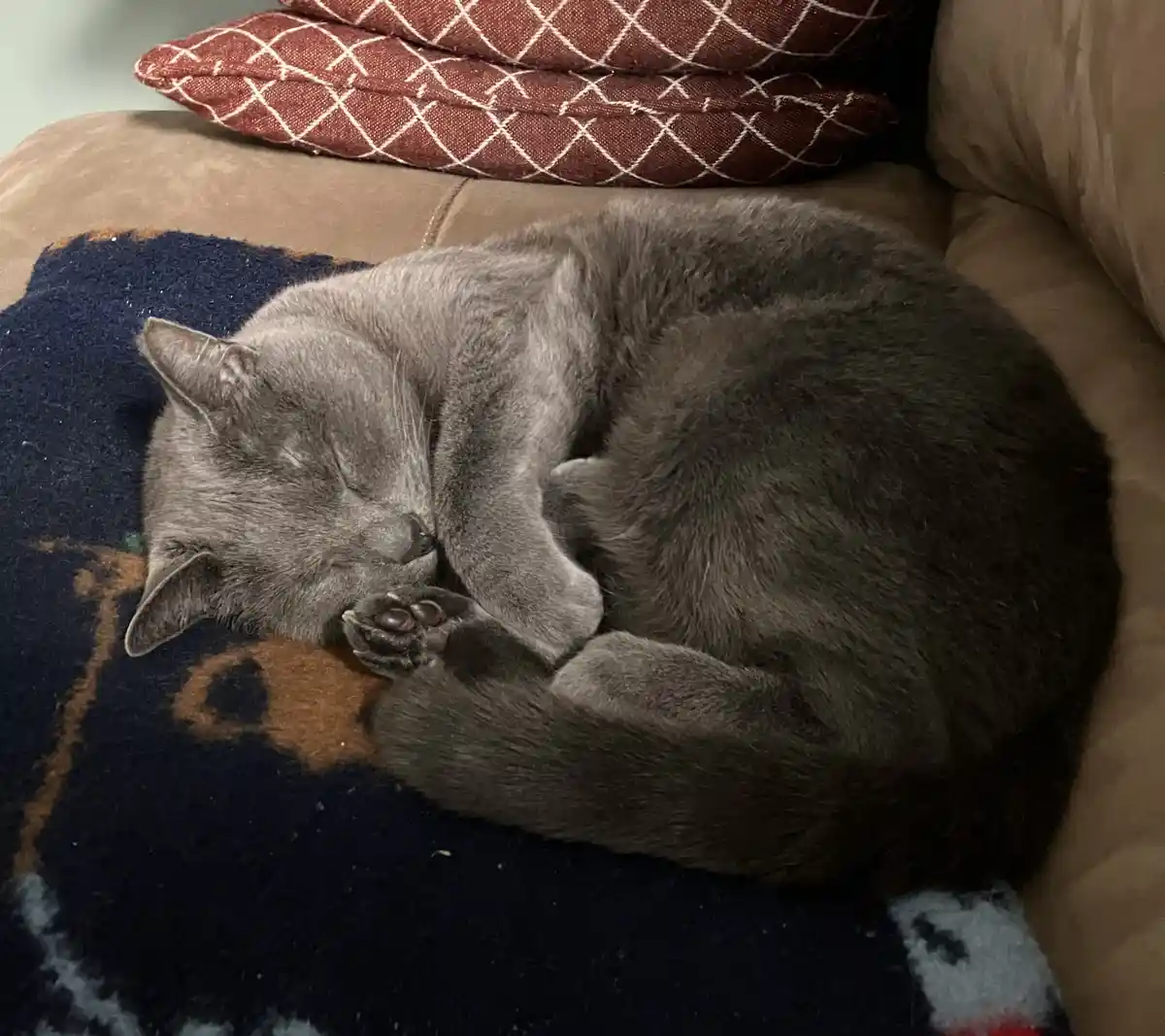 A gray cat is curled up and sleeping soundly on a patterned blanket placed on a brown couch, with two red patterned pillows…