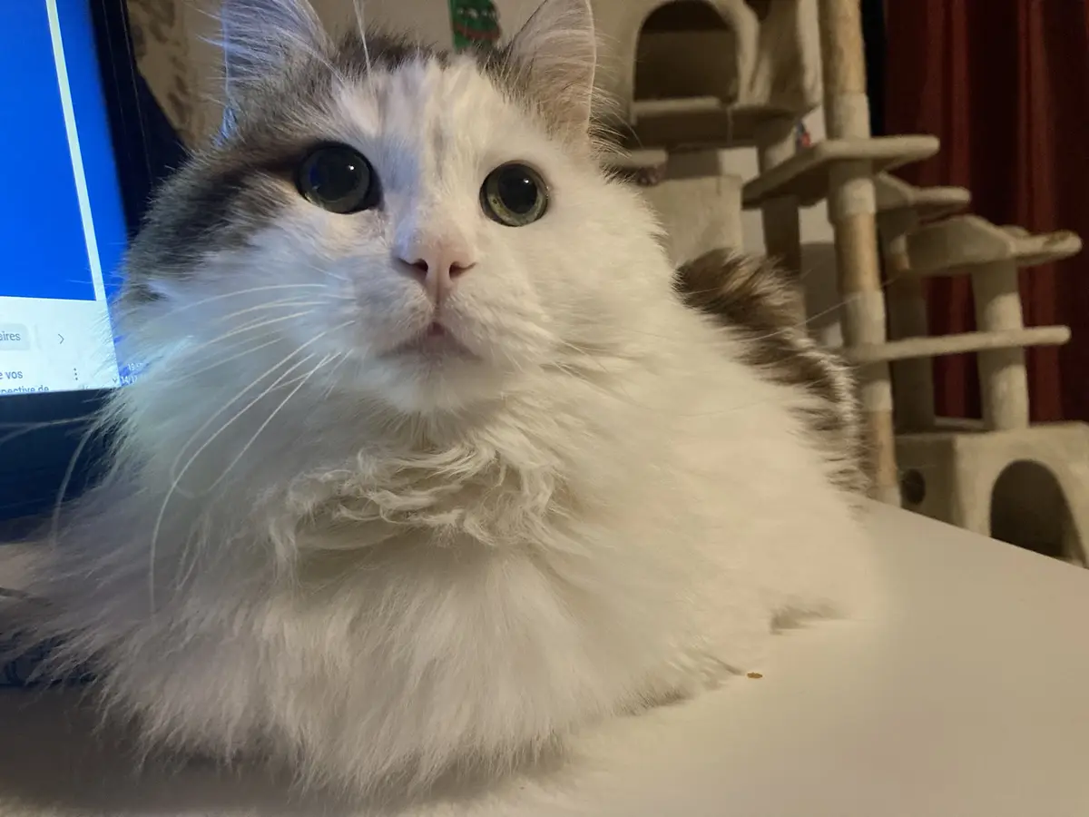 Daily Cat Chronicles: Day 3