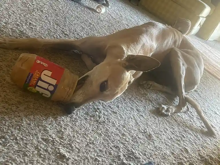 A slender, light-brown dog is lying on a textured carpet, holding a large jar of Jif creamy peanut butter in its mouth. The…