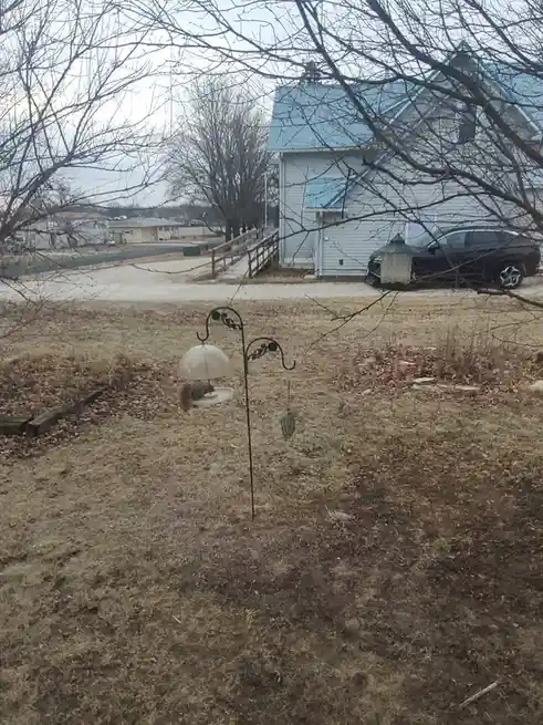 A squirrel is visible on a bird feeder in a yard with dry grass and bare trees, with a house and car in the background. The…