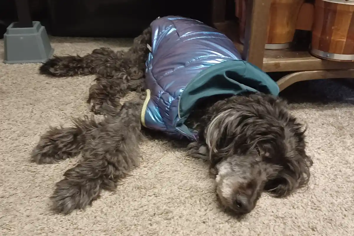 A fluffy, dark gray dog with a slightly grizzled muzzle lies sprawled on a beige carpet, appearing deeply asleep or resting…