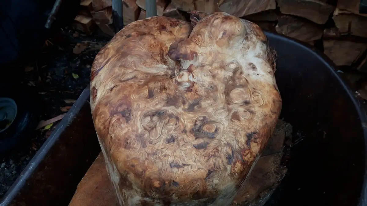 a large, irregularly shaped piece of wood with swirling, burl-like grain patterns sits in a wheelbarrow, resembling a human…