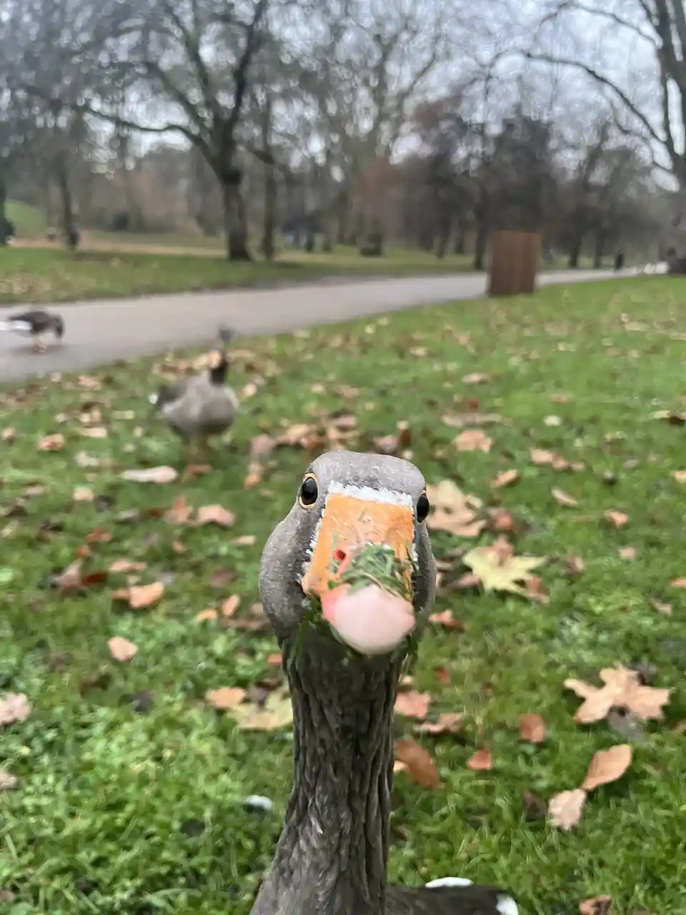 A close-up photo of a grey goose with an orange beak, looking directly at the camera with grass in its mouth, standing in a…