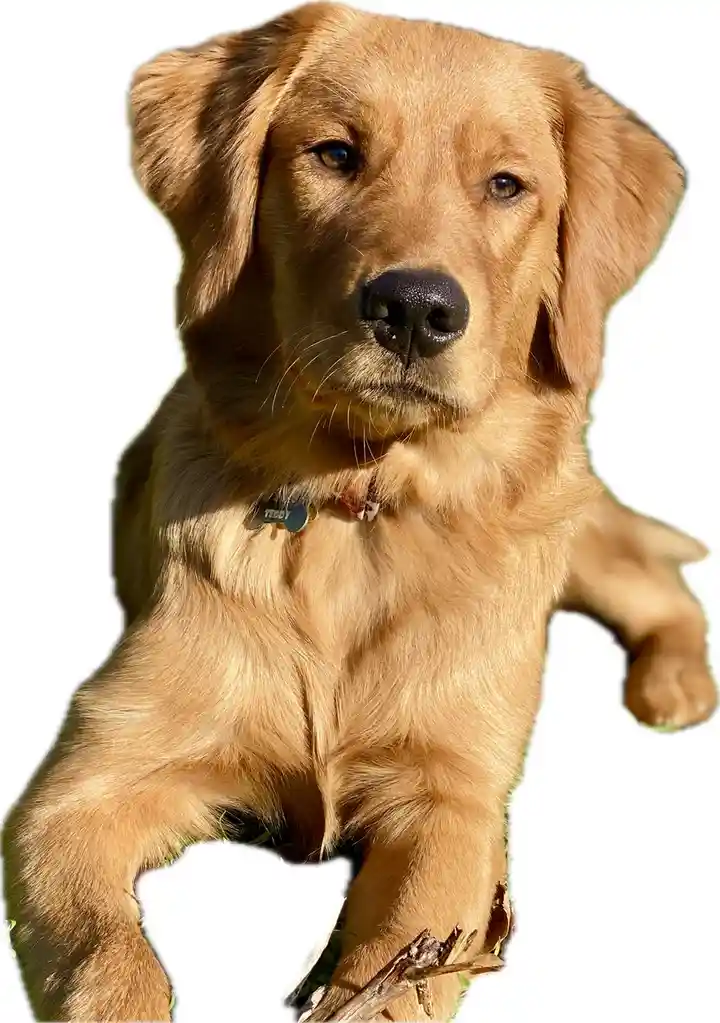 A golden retriever puppy with a name tag reading 'TEDDY' is lying on grass, holding a stick in its paws, looking directly at…