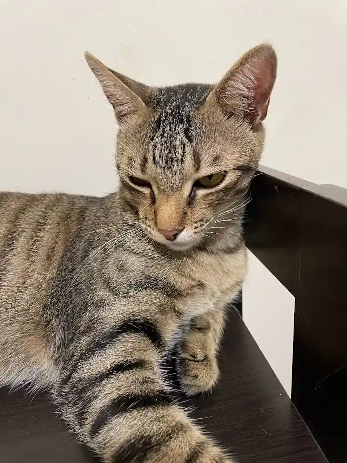 A tabby cat with a grumpy, half-closed eye expression sits on a dark wooden surface, looking disinterested. The overlaid…