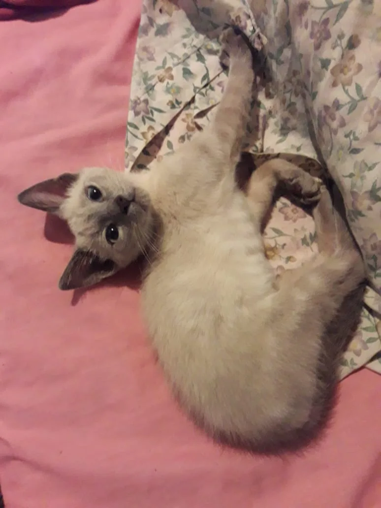 A light-colored cat lies on its back on a pink blanket, one paw raised, looking up with wide eyes. The overlaid text reads…