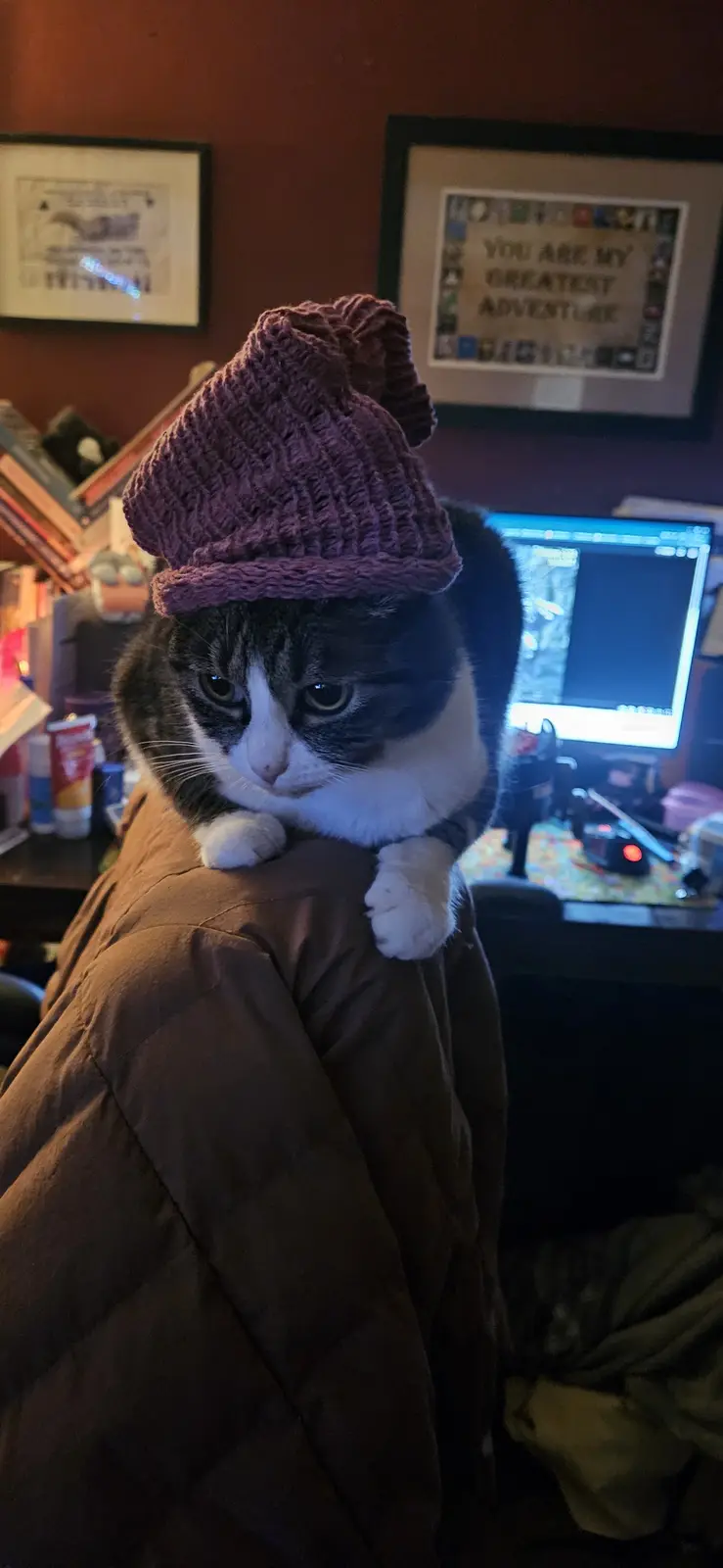 A gray and white cat with a grumpy expression sits perched on a person's shoulder, wearing a purple knitted hat. Behind…