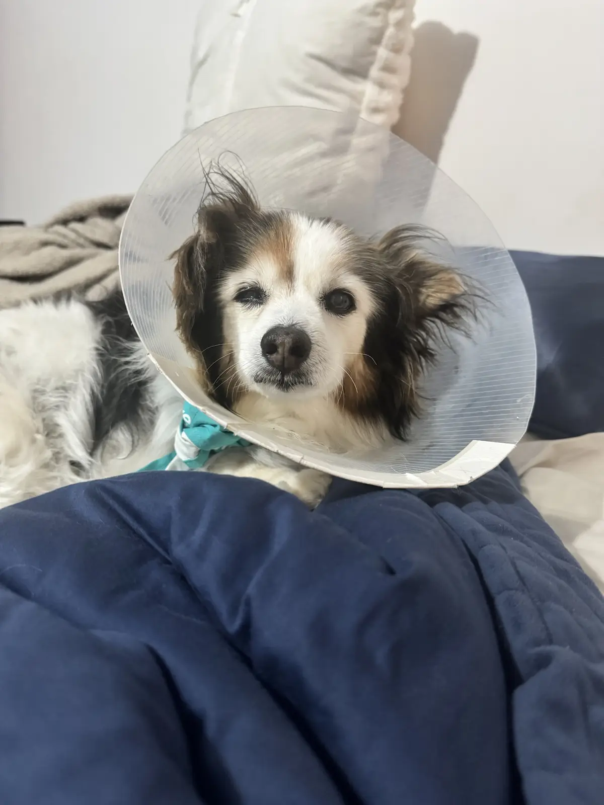 A small, fluffy dog with brown, white, and black fur lies on a blue blanket, wearing a clear plastic cone collar. The dog…