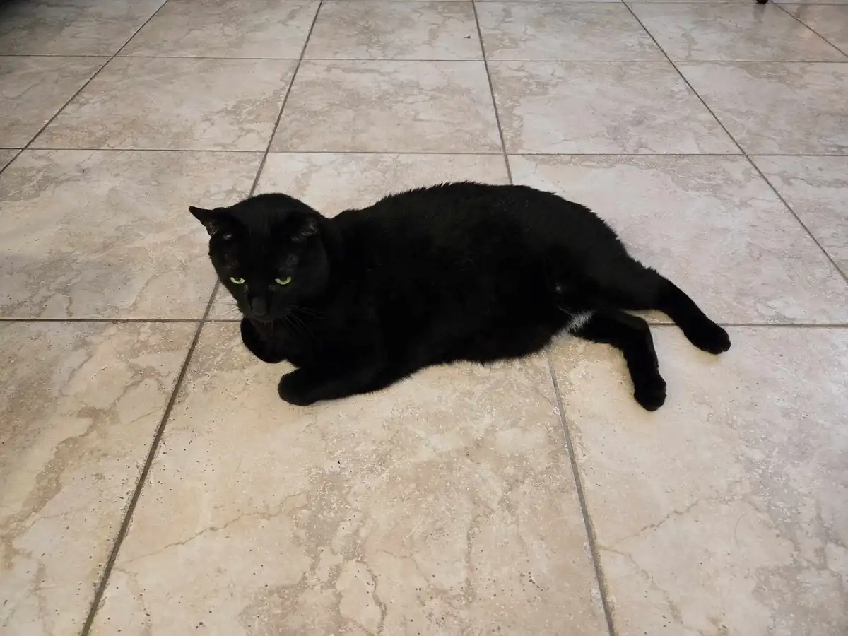 A black cat with green eyes lies stretched out on a light beige tiled floor, looking directly at the camera with a relaxed…