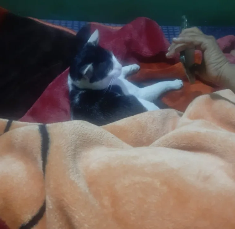 From Cat-Hater to Cat-Lover: My Dad's Transformation