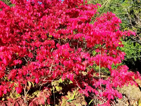 A vibrant bush with bright pink-red leaves and small red berries stands out against a background of green foliage and brown…
