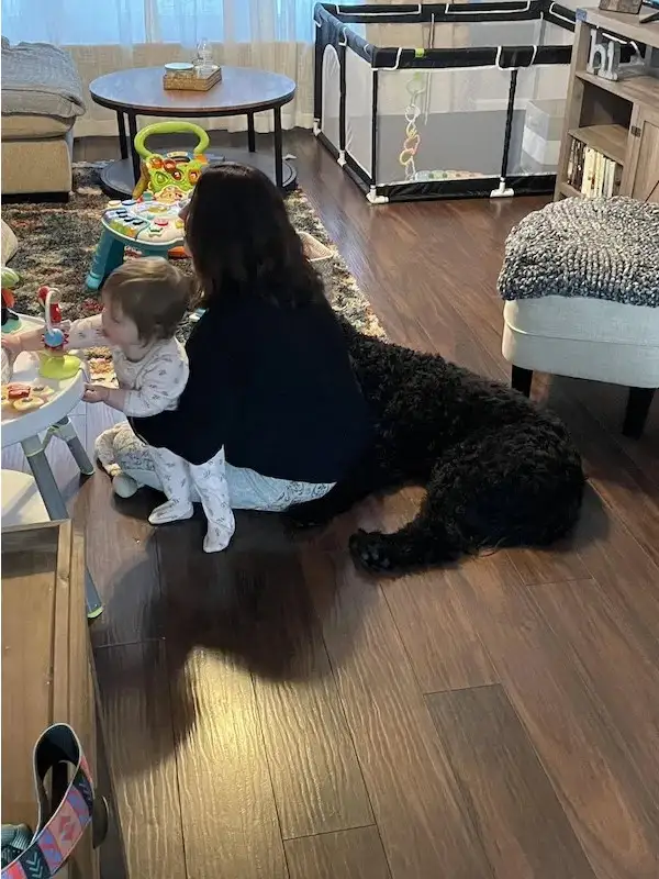 A woman sits on a hardwood floor next to a large black dog and a toddler playing with toys. The dog is lying down…