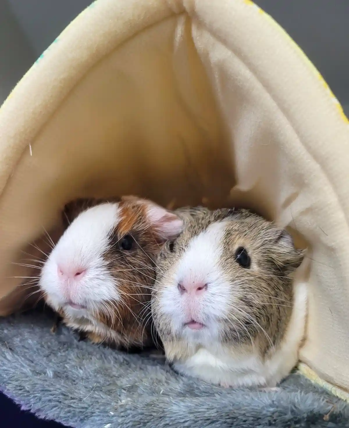 Two guinea pigs are snuggled together inside a soft, beige fabric hideout, resting on a grey plush blanket. The guinea pig…