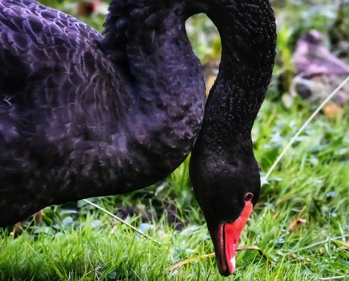 A close-up photo shows a black swan with glossy black feathers and a bright red beak, bending its long neck down to graze on…