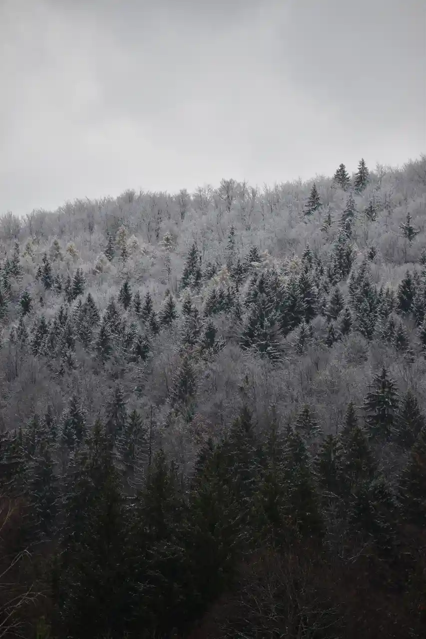 A snowy forest landscape with evergreen and bare trees covered in frost under an overcast sky. The overlaid text reads 'i'm…