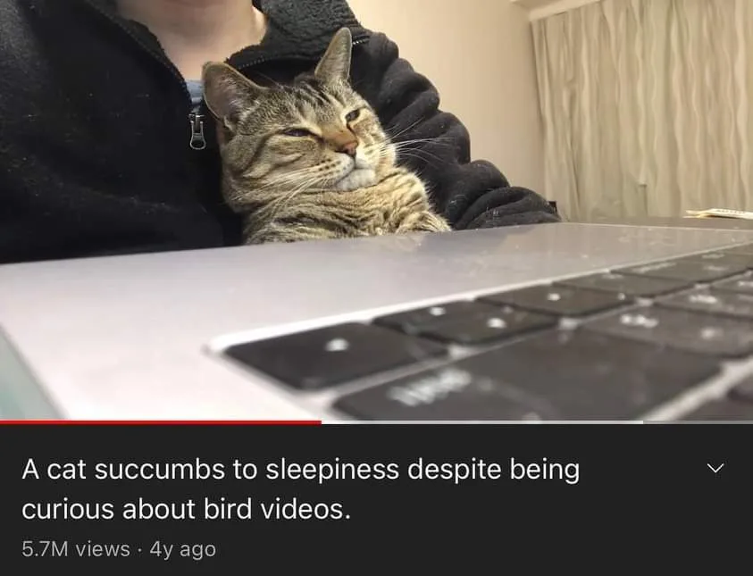 A tabby cat with closed eyes rests peacefully in a person's arms, positioned directly above a laptop keyboard. The overlaid…