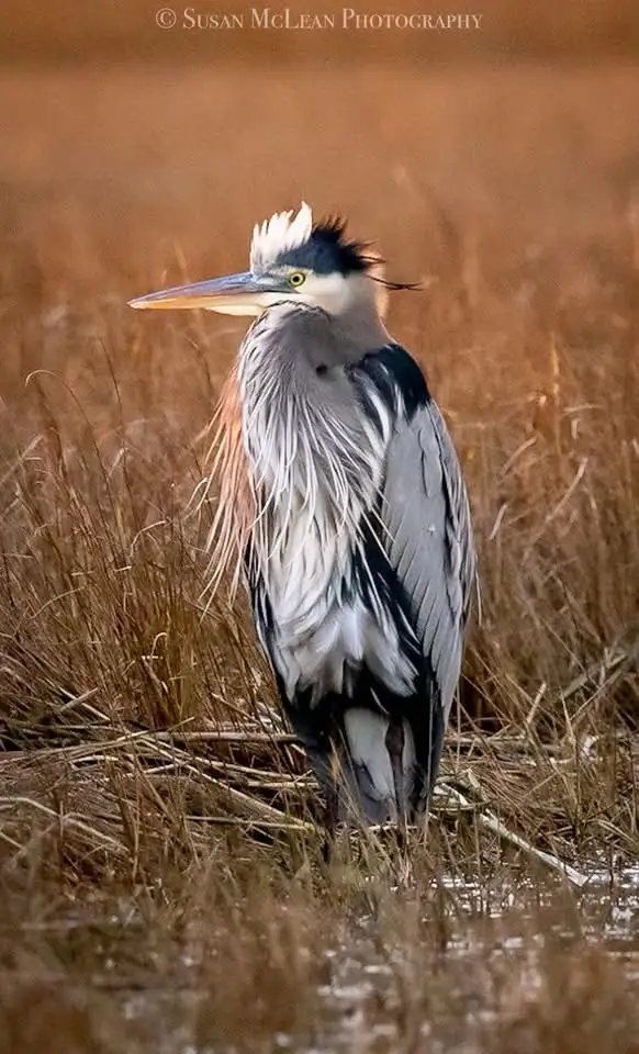 A great blue heron stands in shallow water among tall, dry reeds, its feathers ruffled and head slightly tilted, giving it a…