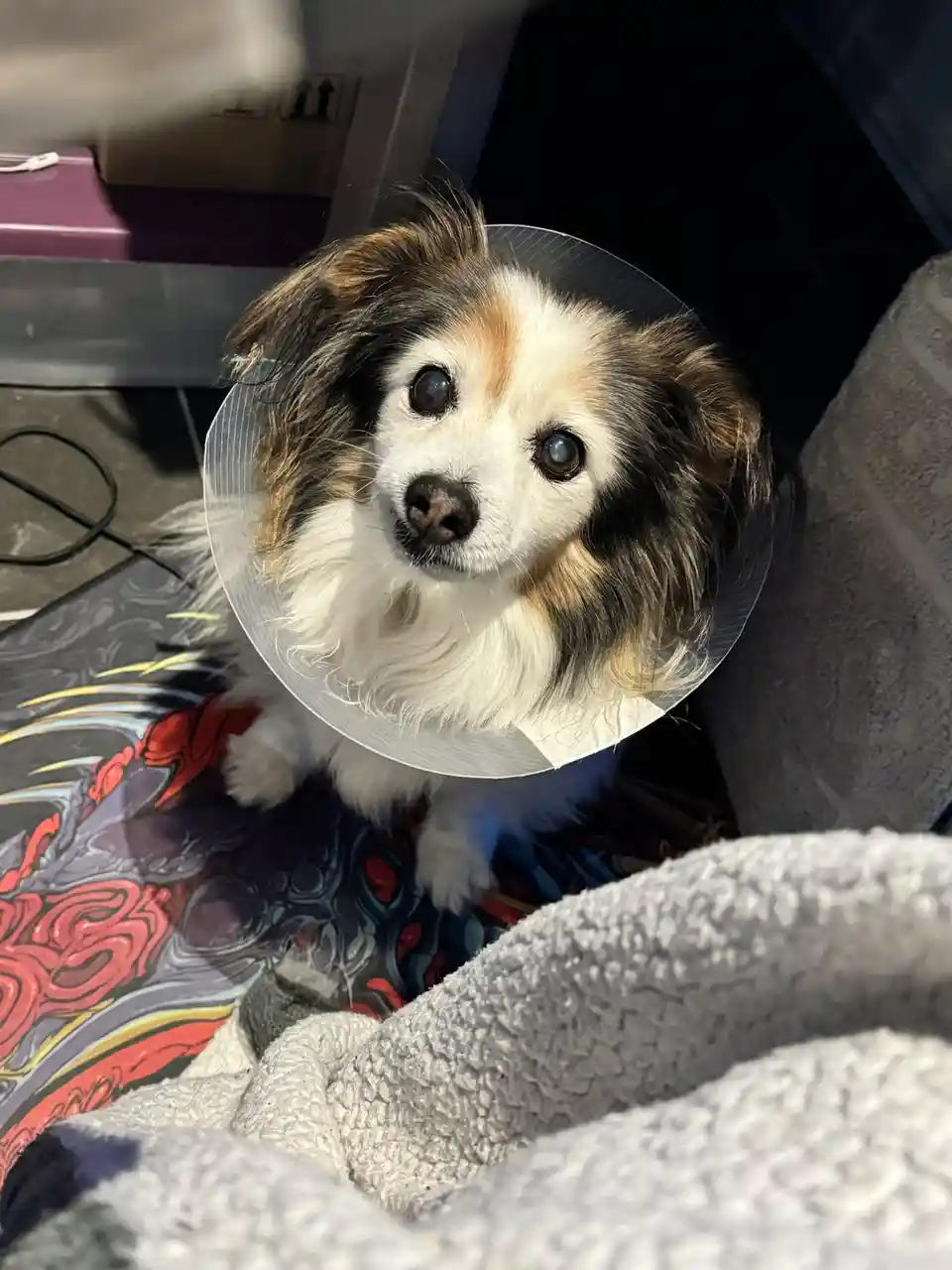A small, fluffy dog with brown, black, and white fur wears a clear plastic cone collar and looks directly at the camera with…