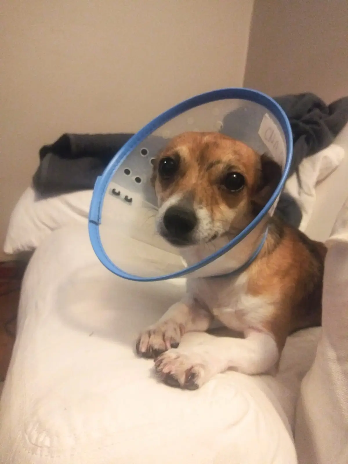 A small brown and white dog with large, sad eyes is lying on a white couch while wearing a clear plastic cone with a blue…