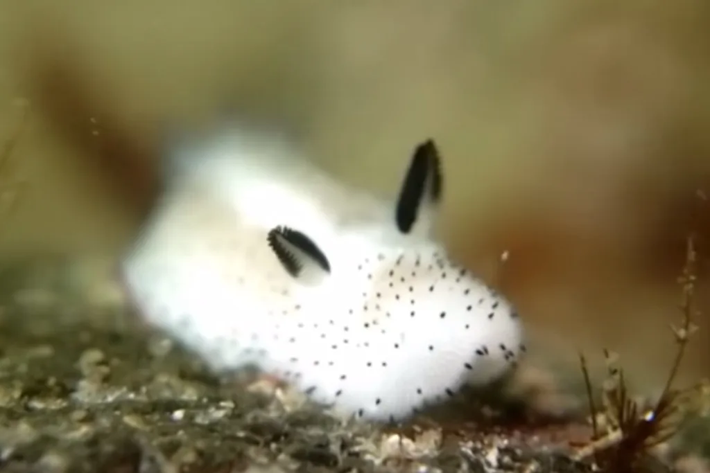A close-up photo of a white sea slug with black spots and two black, feathery appendages on its head, resting on a sandy…