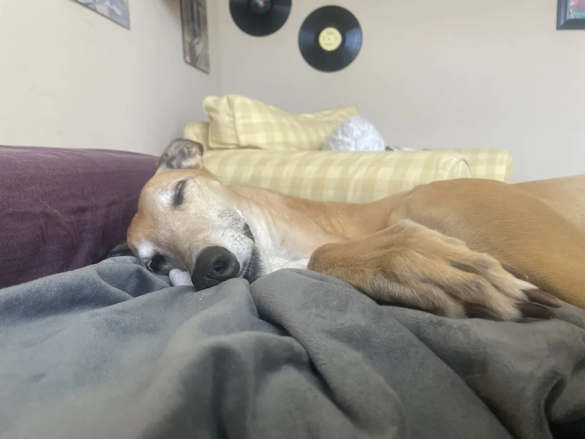 The Intermission Dog: Your Favorite Break Buddy