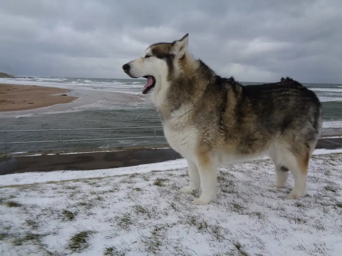 A large, fluffy husky-like dog stands on snow-dusted grass near a beach, mouth open as if howling or barking, with waves…