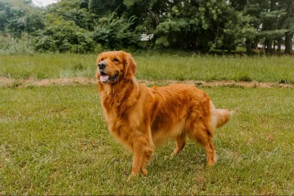 A golden retriever stands in a grassy field with trees in the background, looking slightly to the side with its mouth open…