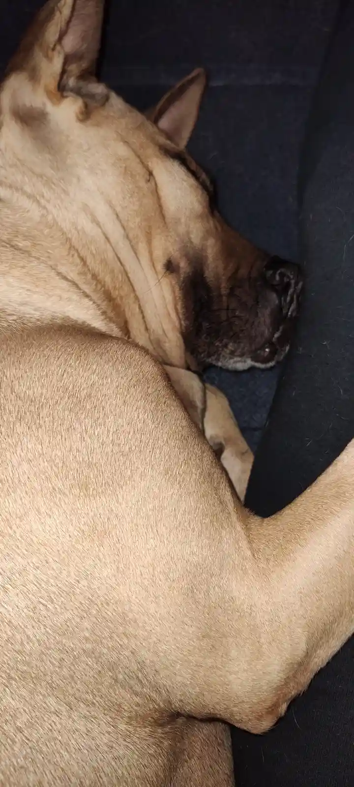 A tan-colored dog with wrinkled skin and a dark muzzle is curled up and sleeping soundly on a dark blue fabric surface. The…