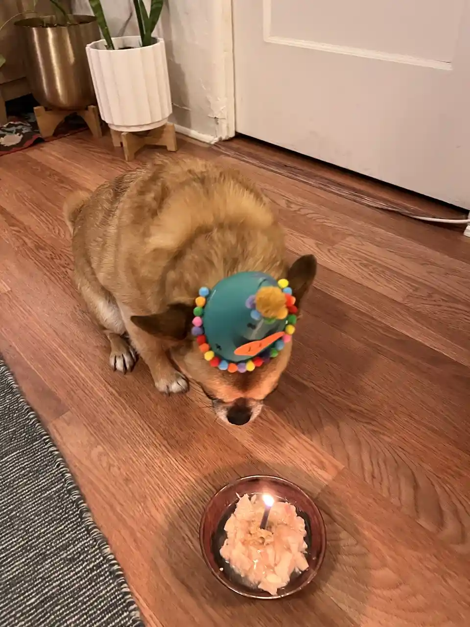 A tan dog wearing a colorful party hat with a carrot nose and pom-poms…