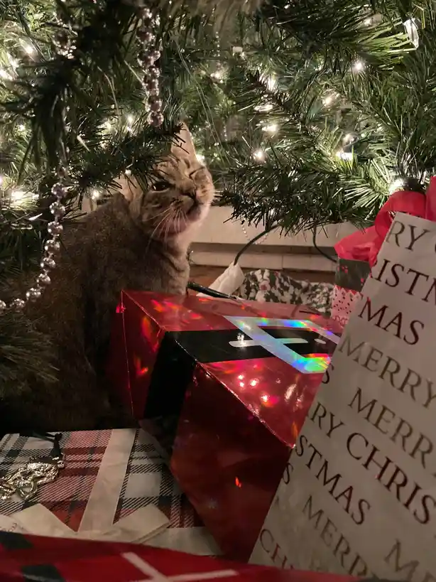 A tabby cat sits beneath a lit Christmas tree, looking up with a smug, unimpressed expression. In front of it is a shiny red…