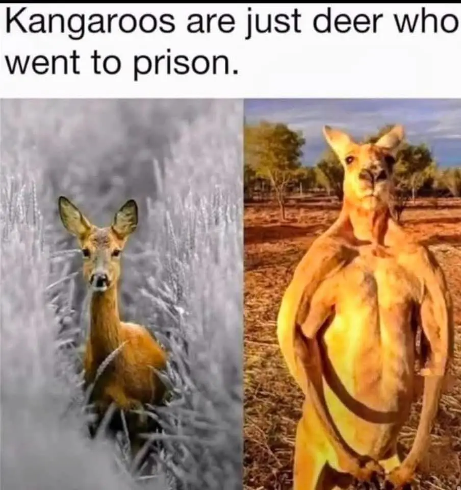 The image is split into two panels: the left shows a deer in grayscale amidst tall grass, and the right shows a kangaroo…