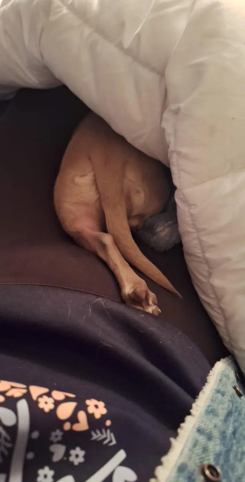 The Adorable Moment My Dog Finally Dozed Off After a Long Day Apart