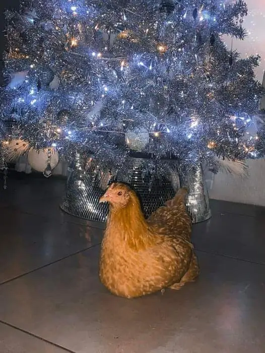 A brown chicken sits on a tiled floor directly beneath a large, silver, tinsel-covered Christmas tree adorned with bright…