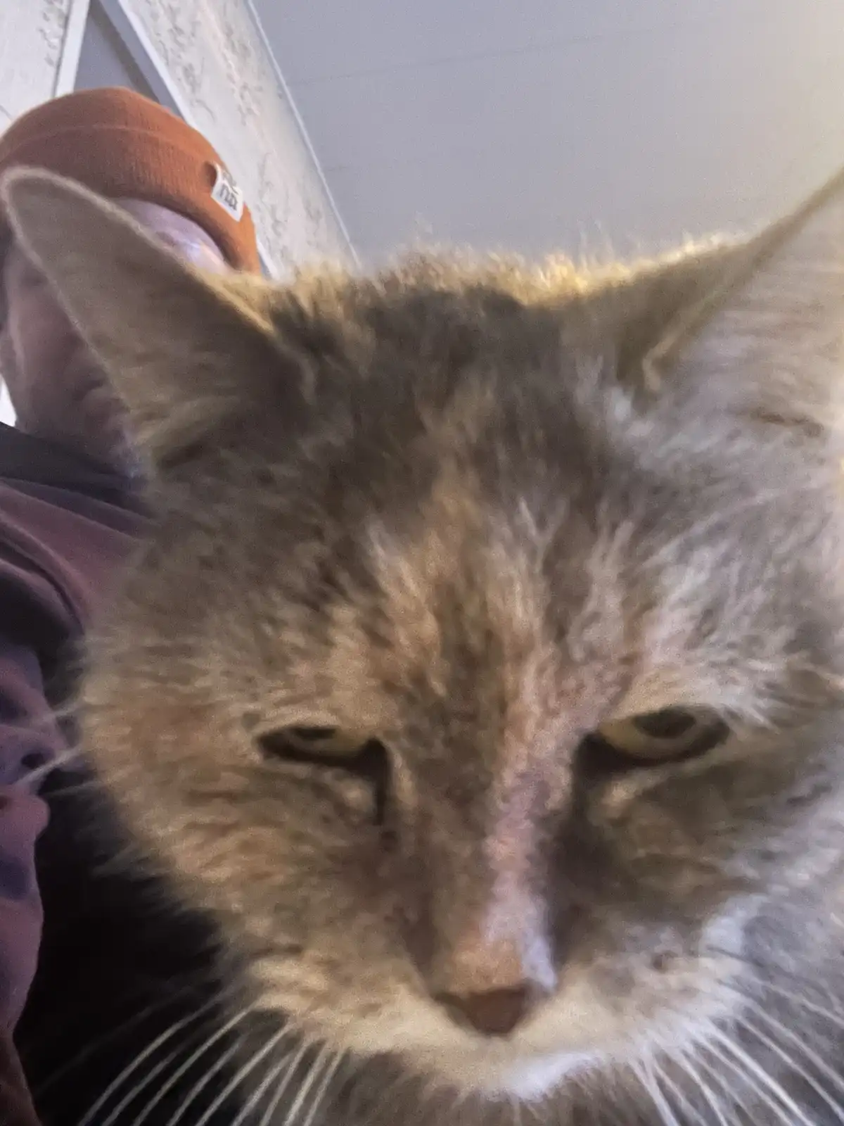 A close-up photo shows a fluffy, long-haired cat with half-closed, sleepy eyes looking directly at the camera, while a…