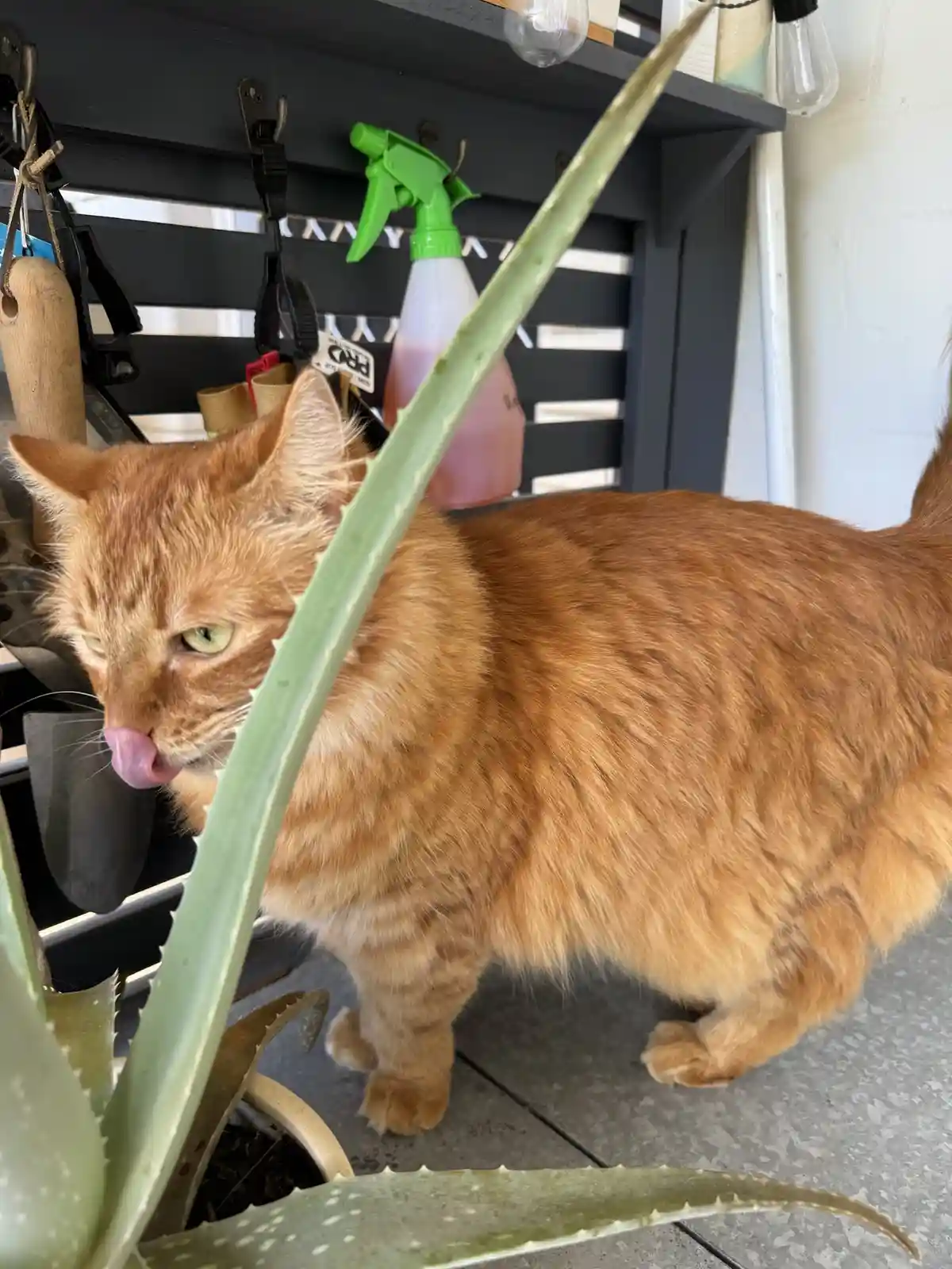 An orange tabby cat with green eyes is standing next to a potted aloe vera plant, its pink tongue sticking out as if licking…