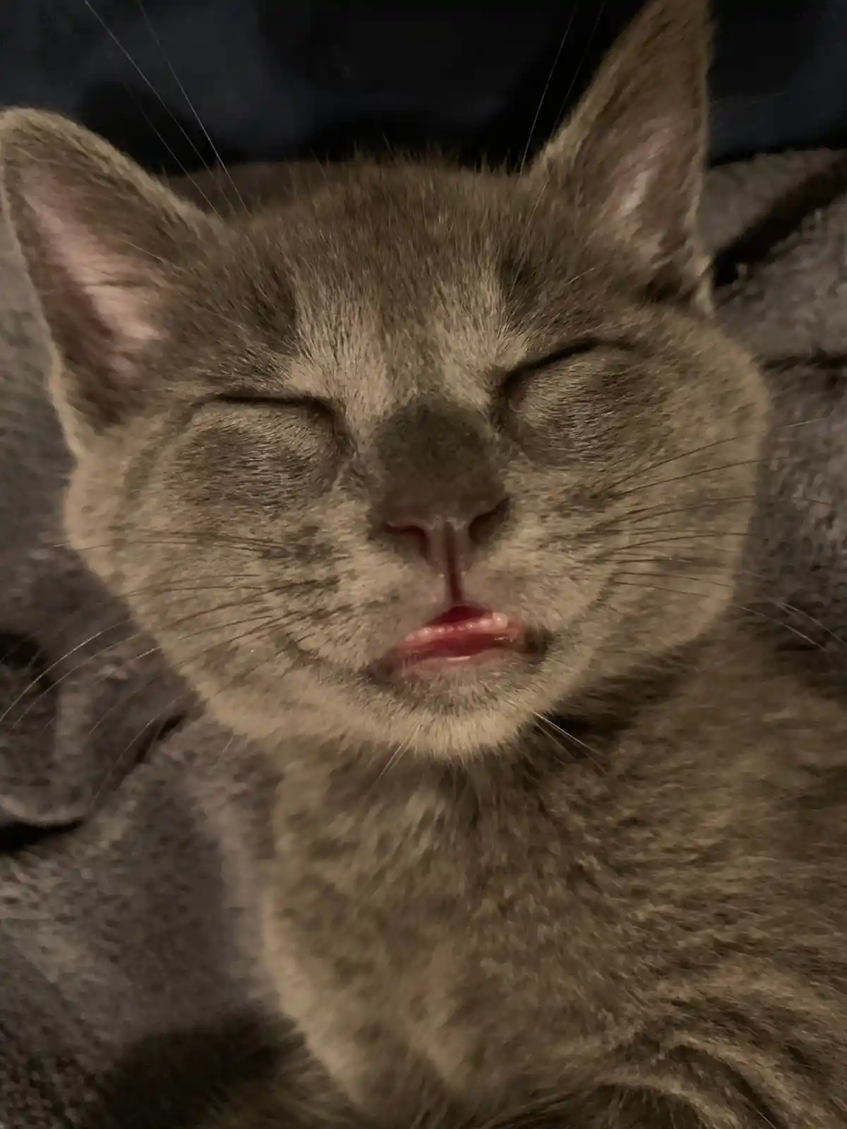 A close-up photo of a gray cat with its eyes closed and mouth slightly open, appearing to be sleeping or resting peacefully…