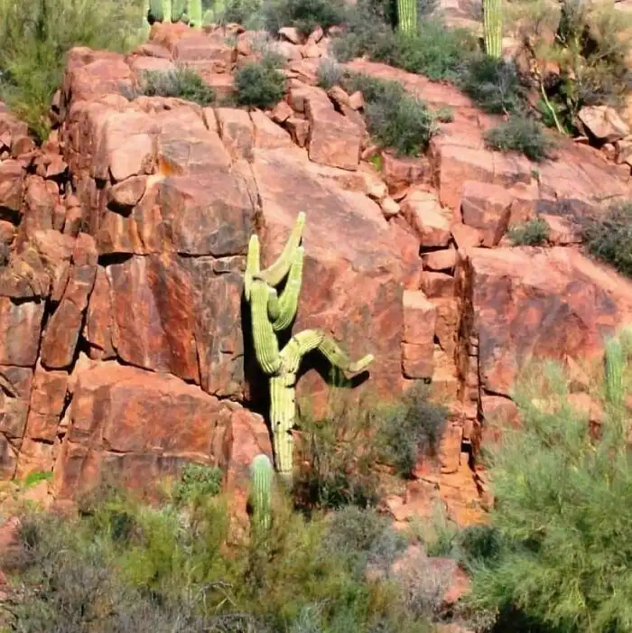 A green saguaro cactus growing on a red rock cliffside appears to be doing a yoga pose, with one arm raised and one leg…