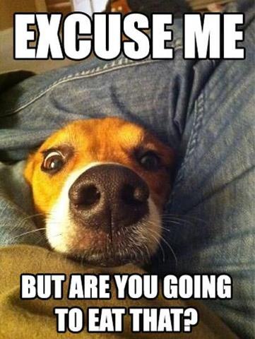 A close-up photo of a beagle dog's face peeking out from under a person's blue denim jeans, looking directly at the camera…