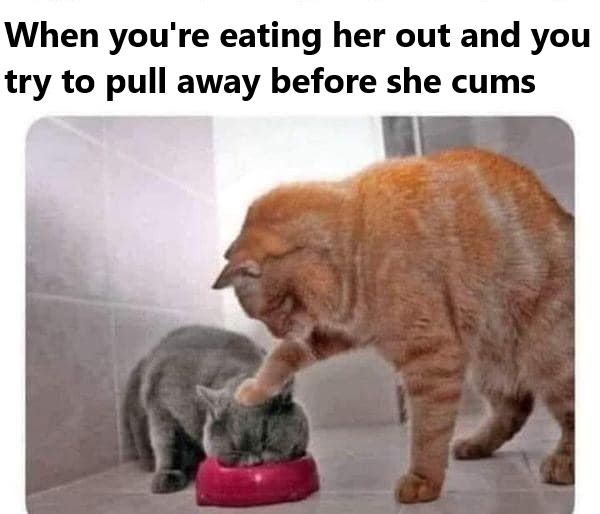 An orange tabby cat is leaning over a gray cat that is eating from a red bowl. The orange cat has its paw on the gray cat's…