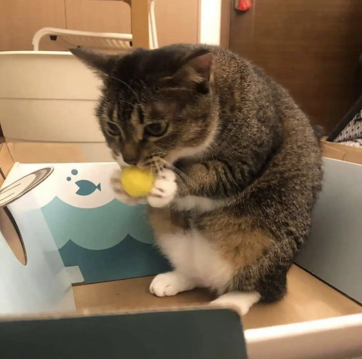 A tabby cat with white paws sits inside a cardboard box decorated with a fish and wave design, holding a small yellow lemon…