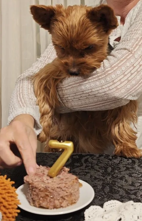 A small, fluffy brown Yorkshire Terrier is held in someone's arms while looking down at a small meat-based birthday cake on…